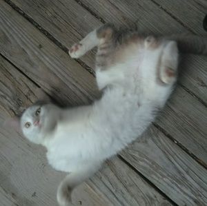 Meet your Posher, Olivia dasom